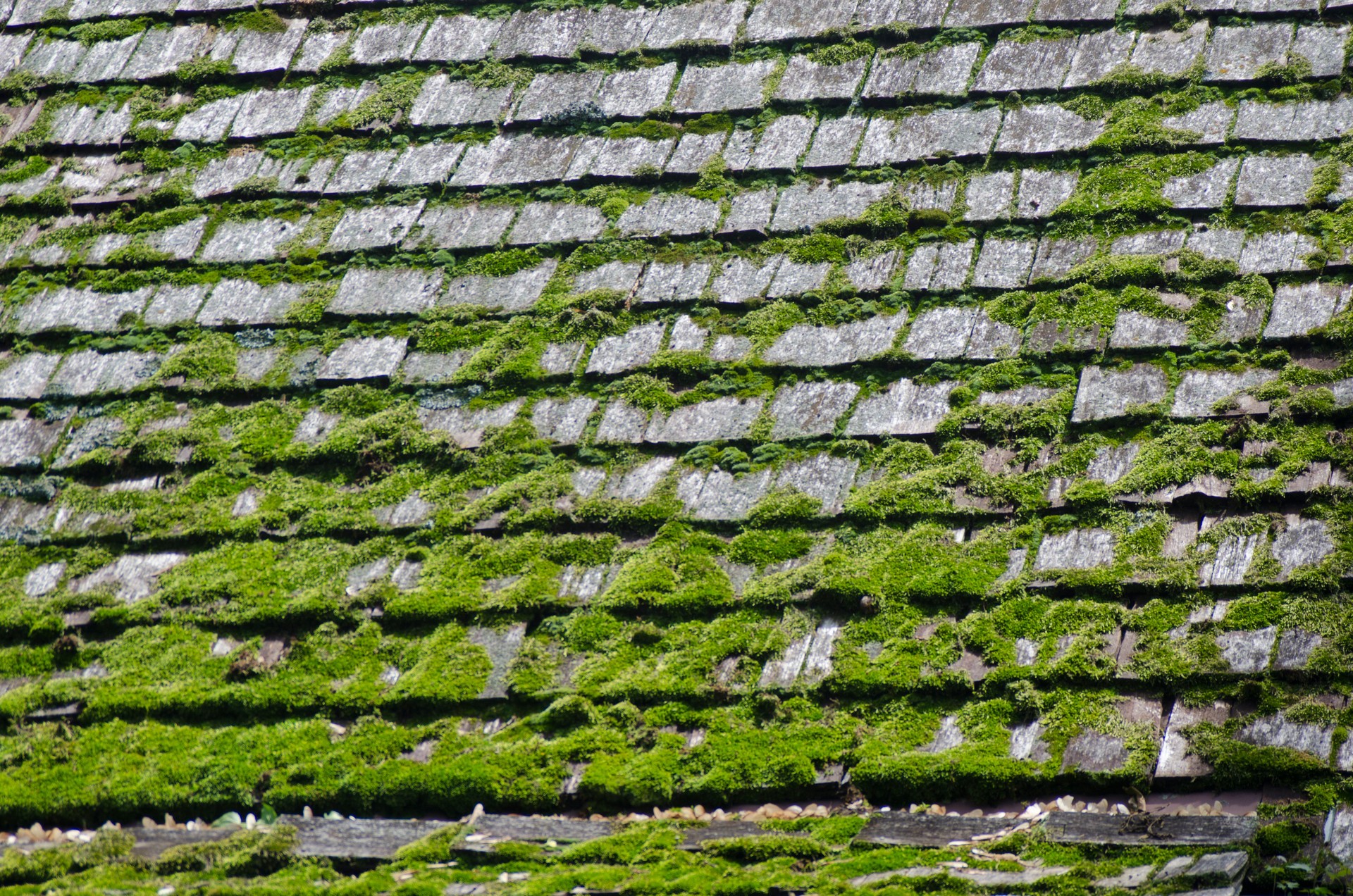 Shingled Roof with Moss